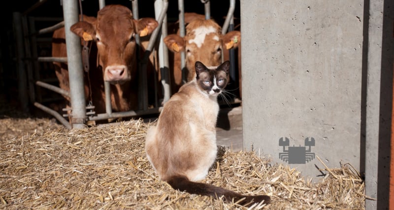 from-cats-to-cattle.jpg