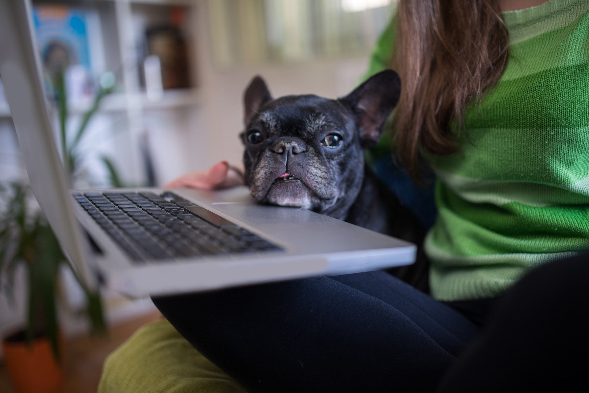 working-from-home-women-laptop-dog